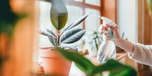 The Best Plant for Every Room In Your Home